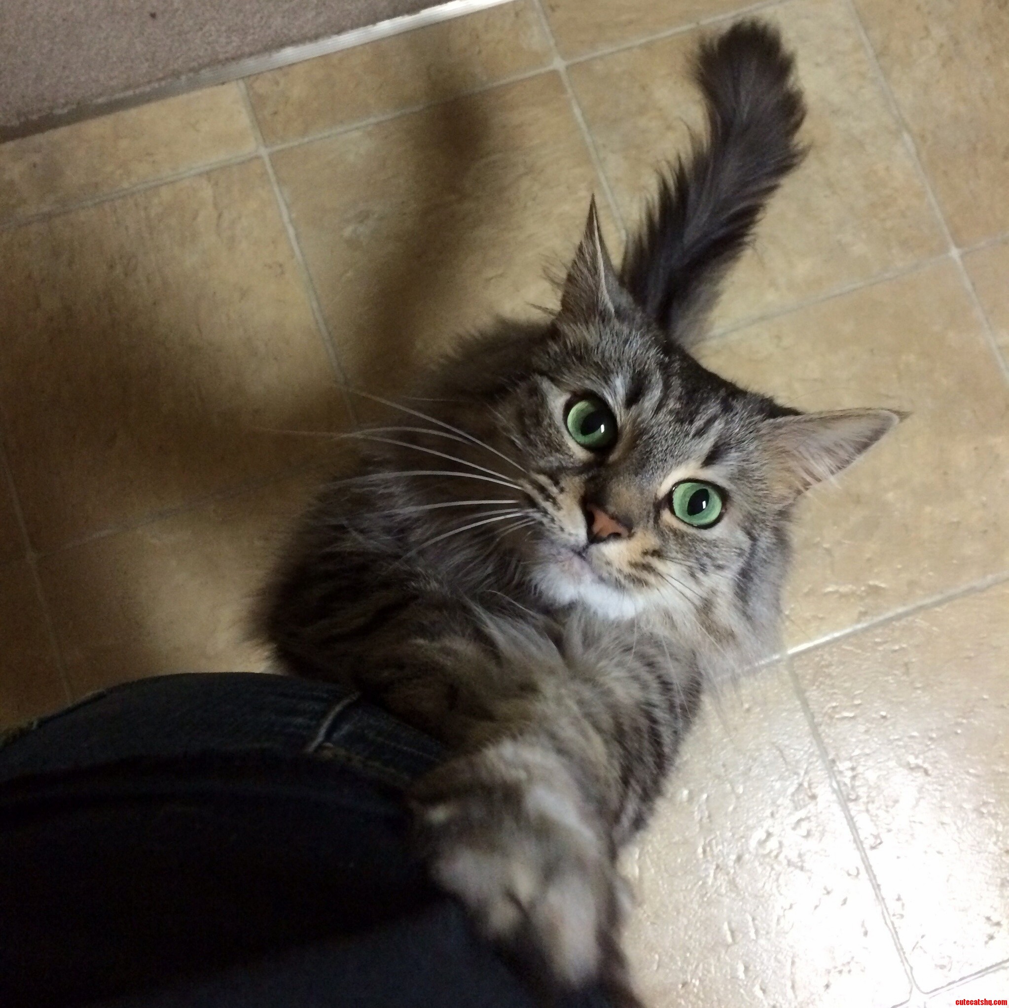 Excuse Me Pets Please