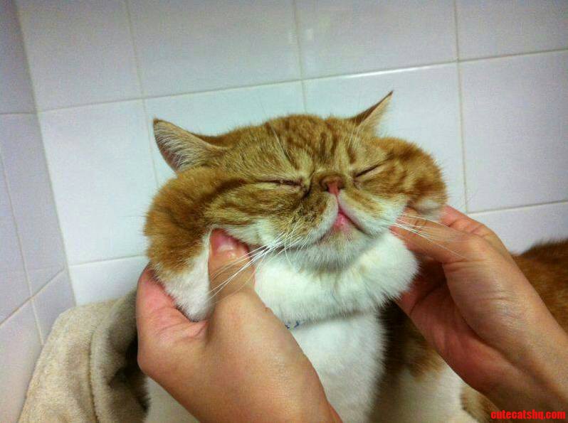 Facial Cat