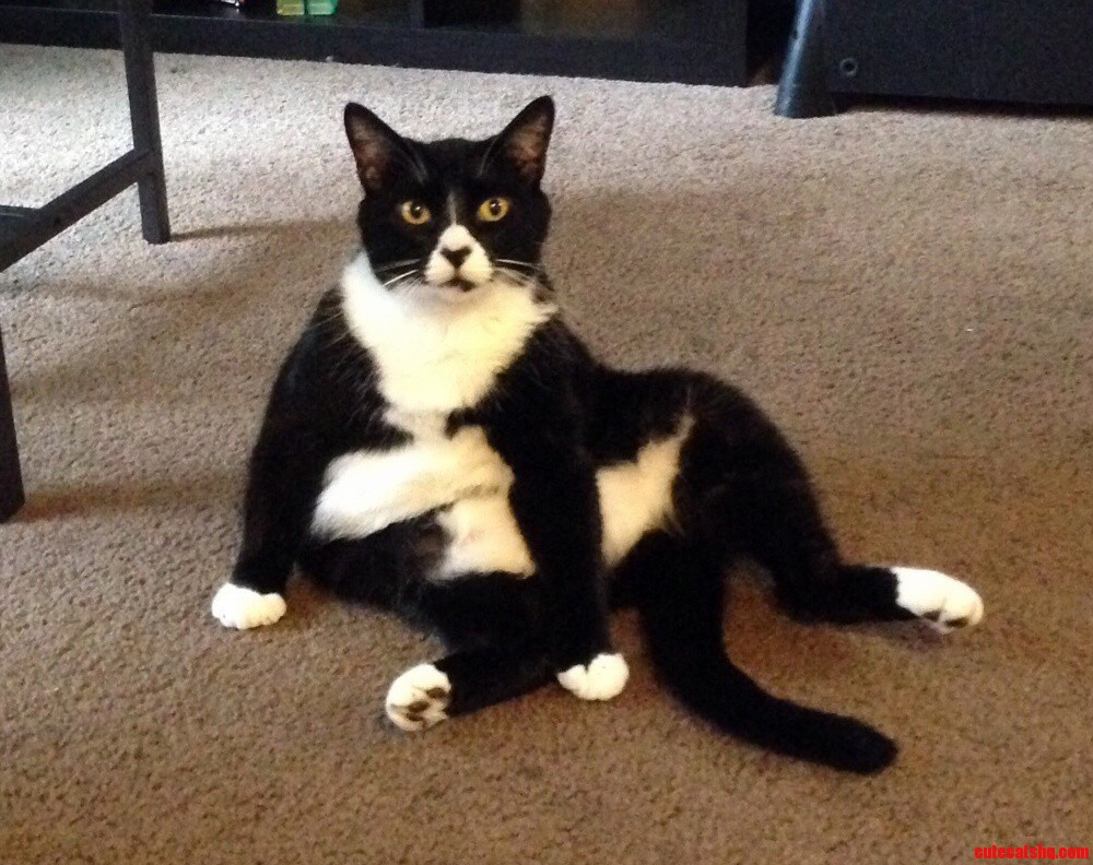 Felix Is So Majestic
