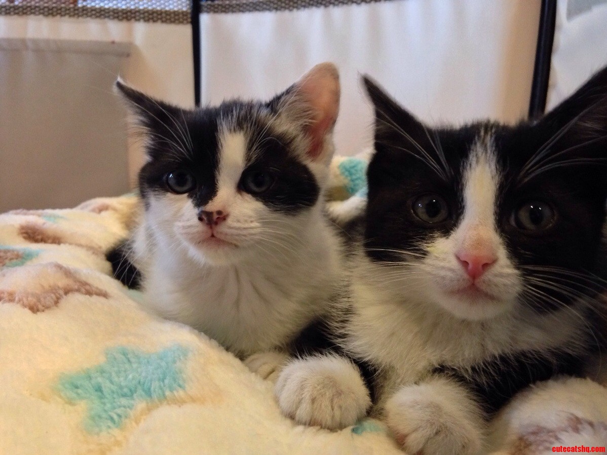 Finally Filled the Catless Void in Our Home. Meet Dobby and Luna.