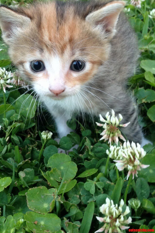 First Time in the Grass