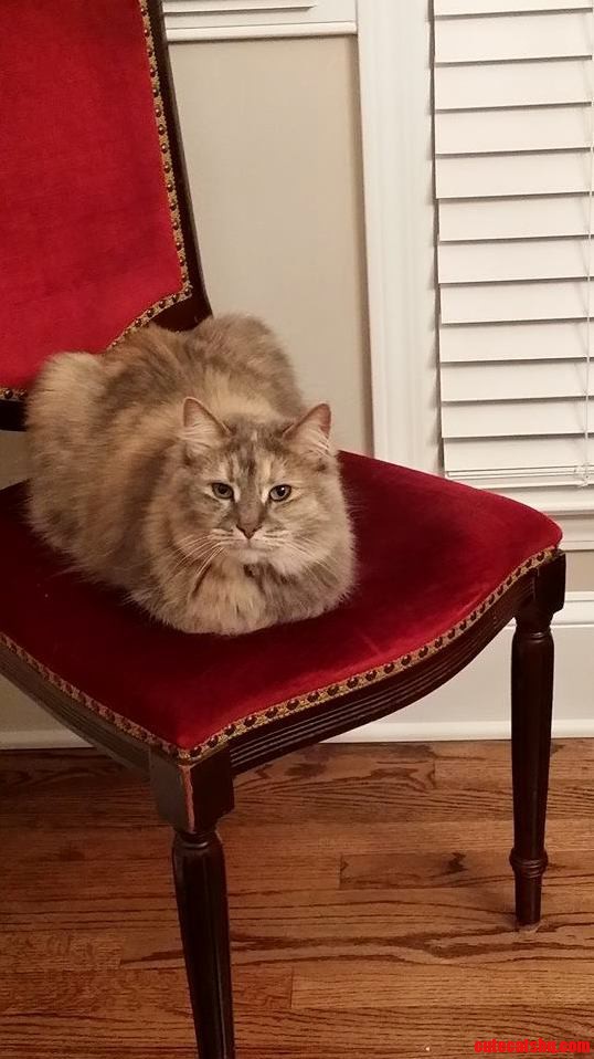 Flurf Is a Stinky Silly Scaredy-cat but Sometimes She Manages to Look Majestic.