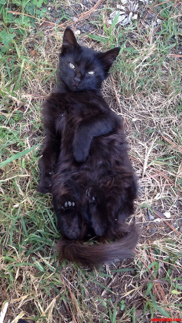 For Black Cat Friday Heres My Favorite Little Friend Being Silly.