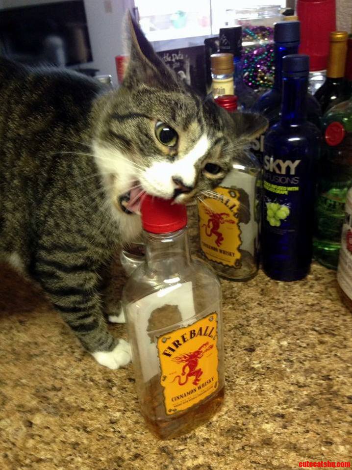 Forget the Nip Human. I Want the Hard Stuff