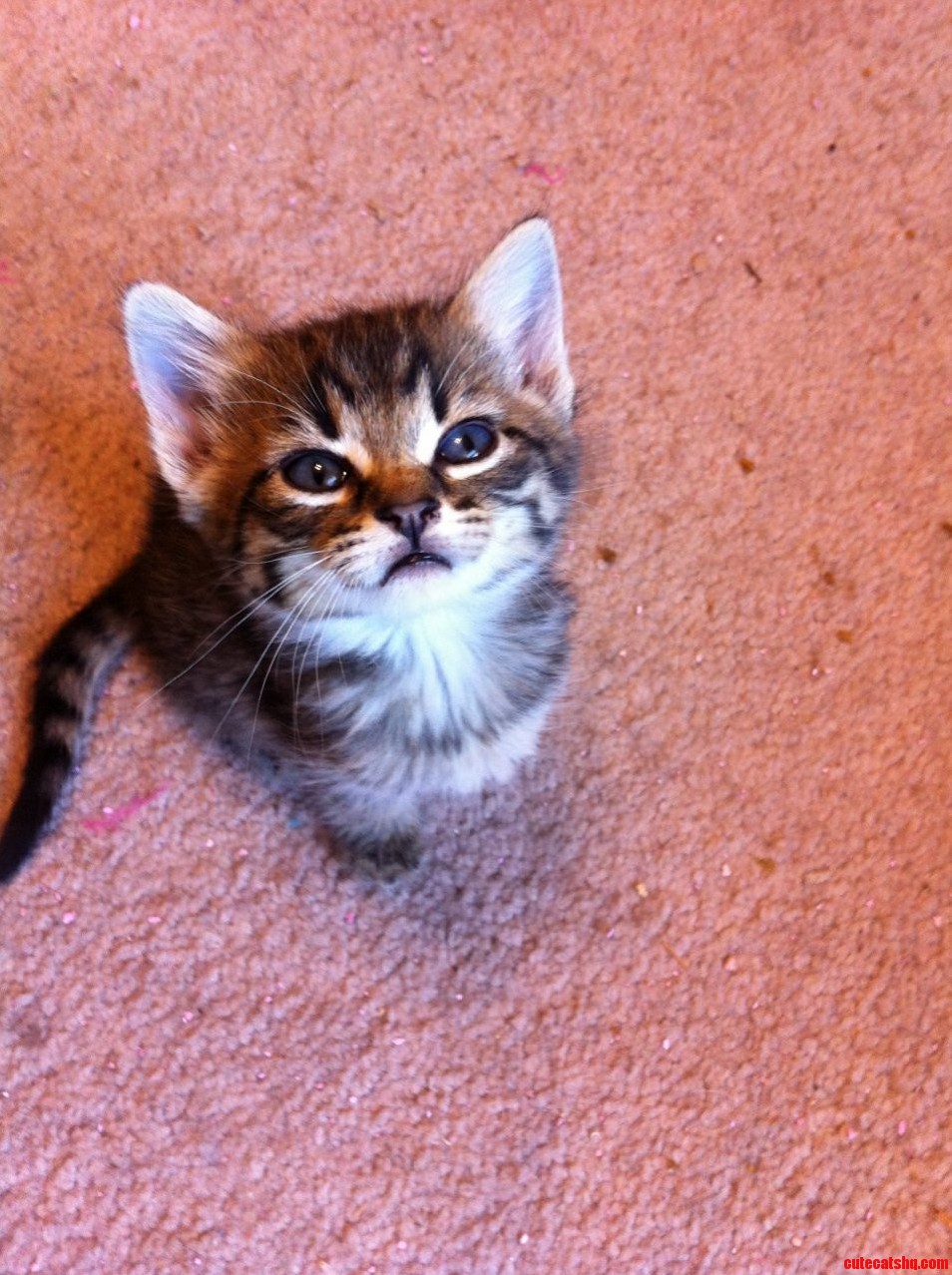 Foster Kitten Practicing His Mean Face