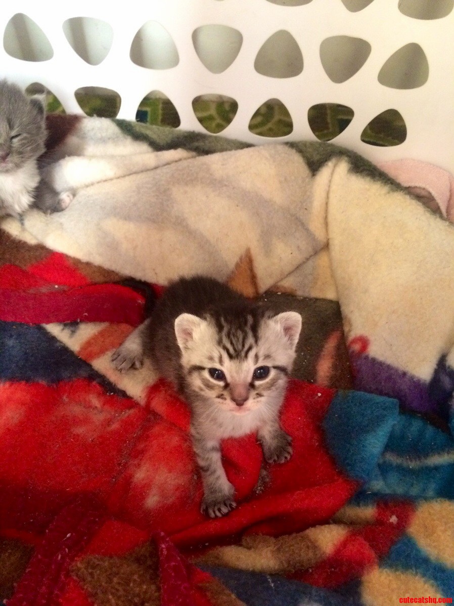 Found a Pregnant Stray Heres Sterling Any Idea of What Hes Going to Look Like When He Grows Up
