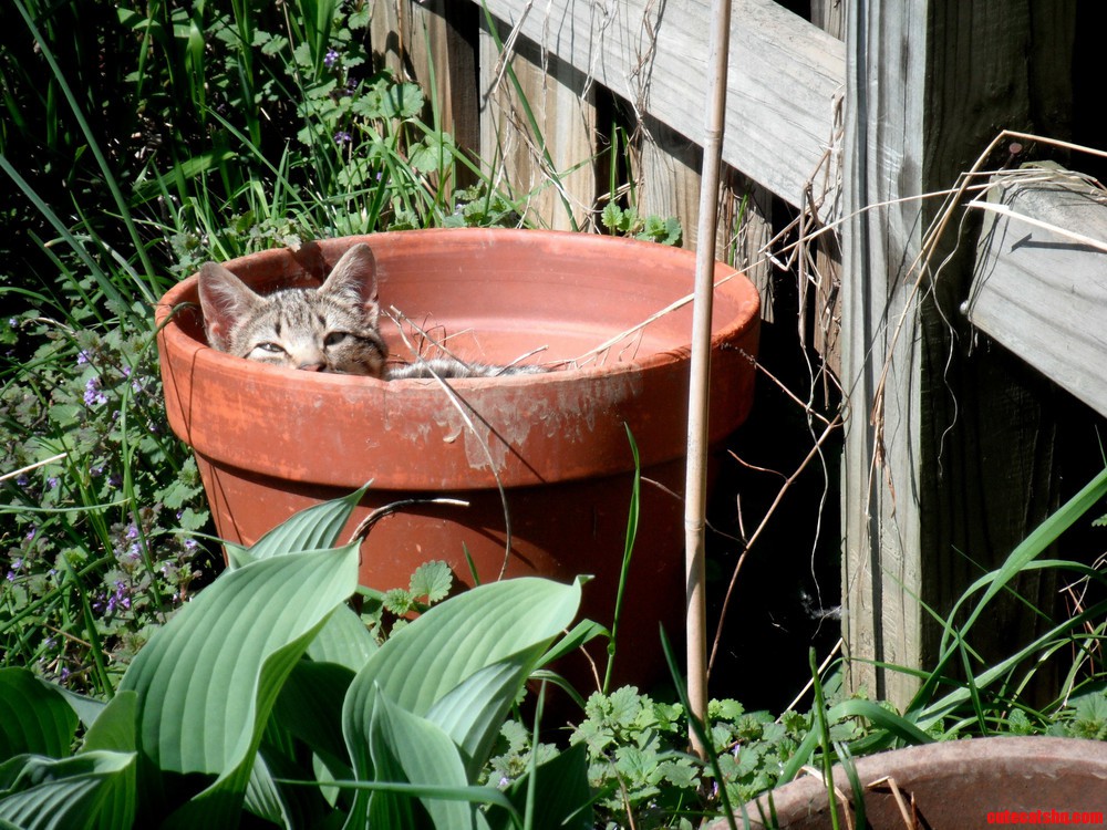 Found This in the Garden.