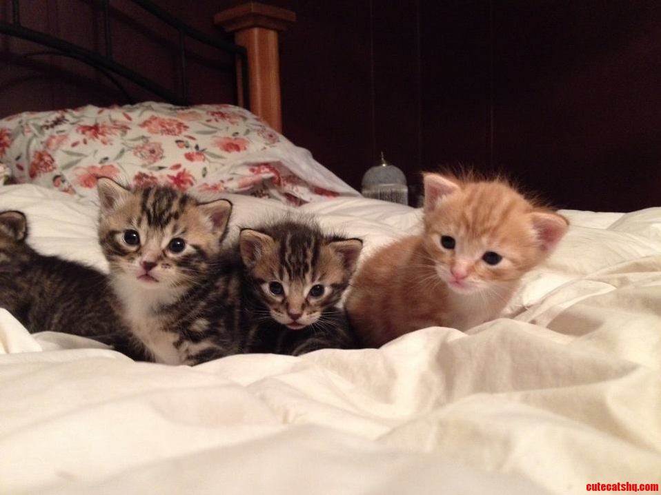 Friends New Wobblers Kittens