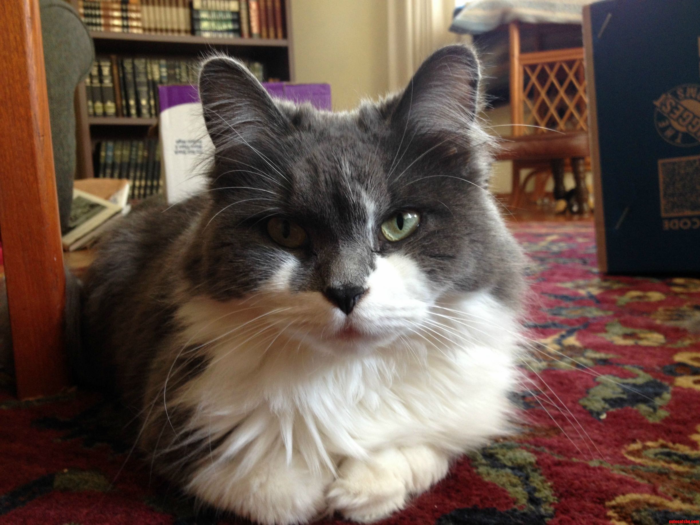 Gorgeous Missy the Persian Mix and Her Black Button Nose
