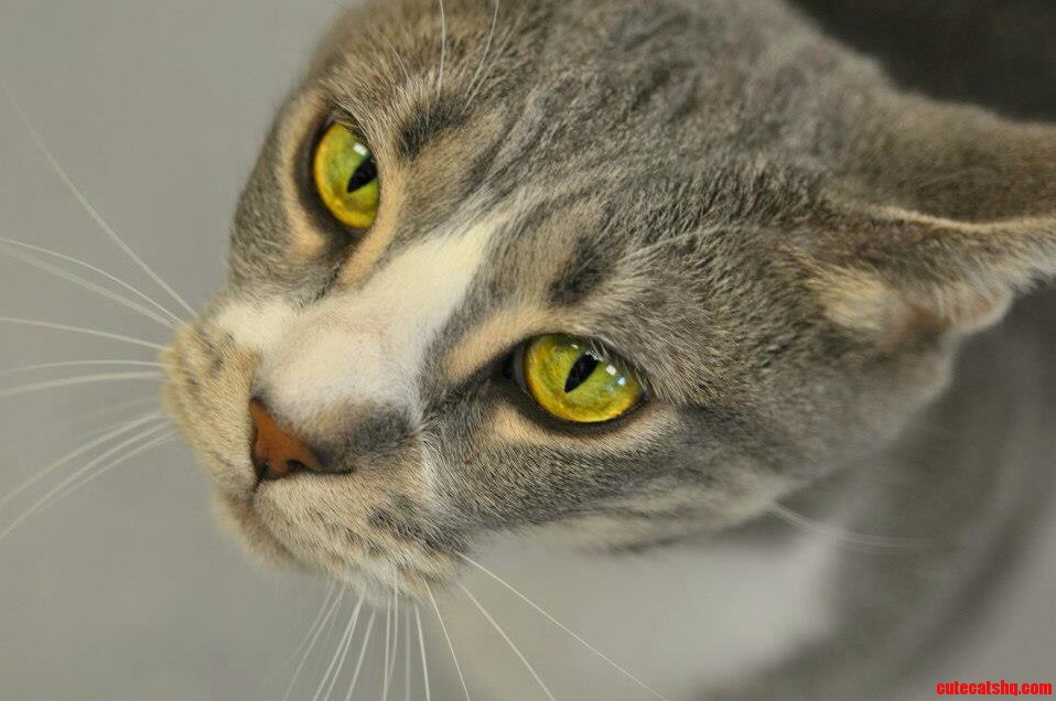 Green Eyed Boy. Taken by My Wife