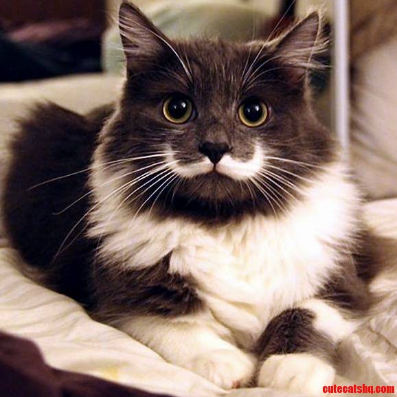 Hamilton the Hipster Cat