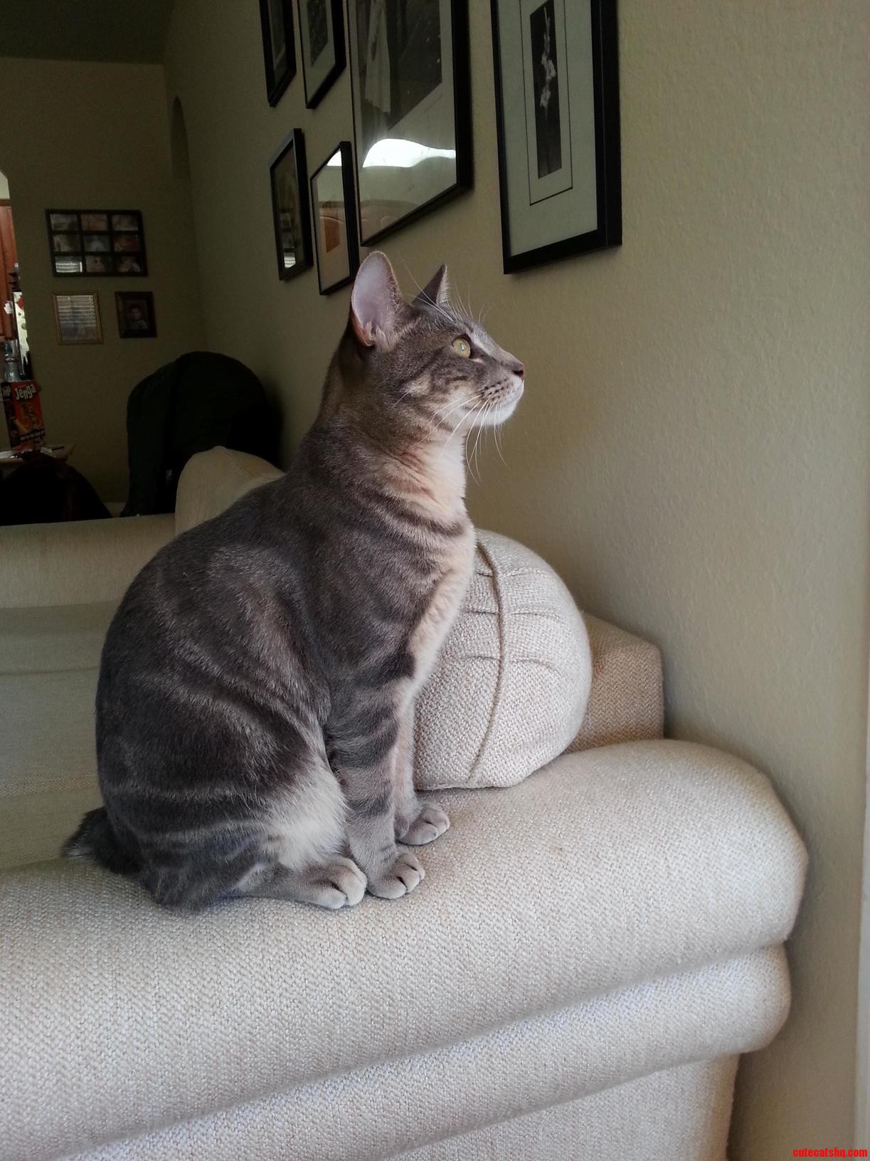 Handsome Boy