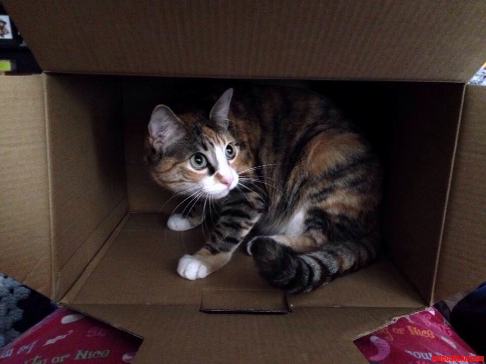 Happy 1st Birthday to My Baby Kitty Phoebe