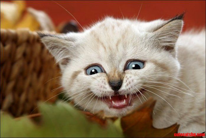 Happy Caturday Everyone