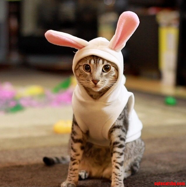 Happy Easter Cat
