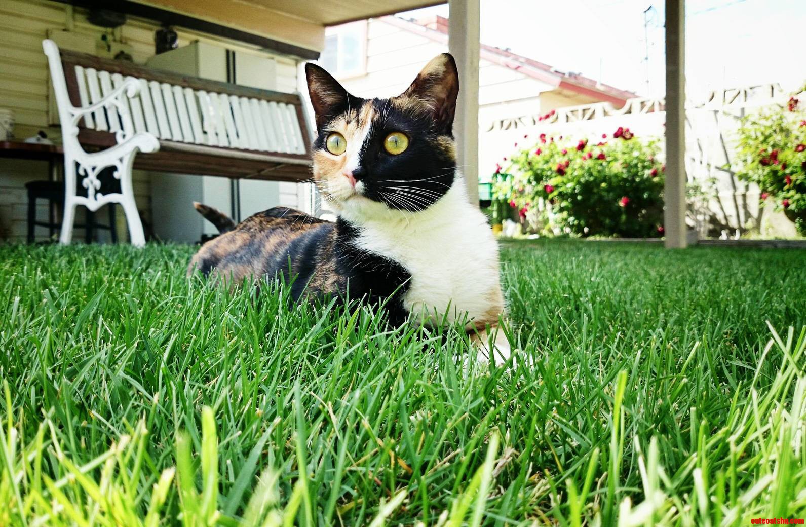 Harley Enjoying the Sun