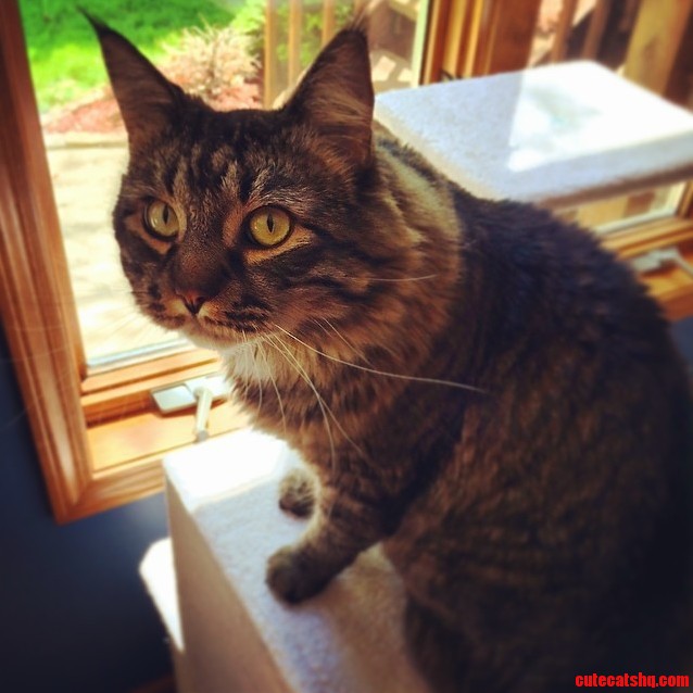 Harold - the Majestic Maine Coon