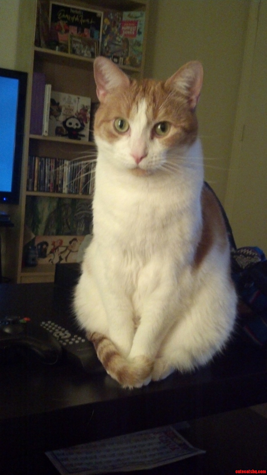 He Always Sits So Primly.
