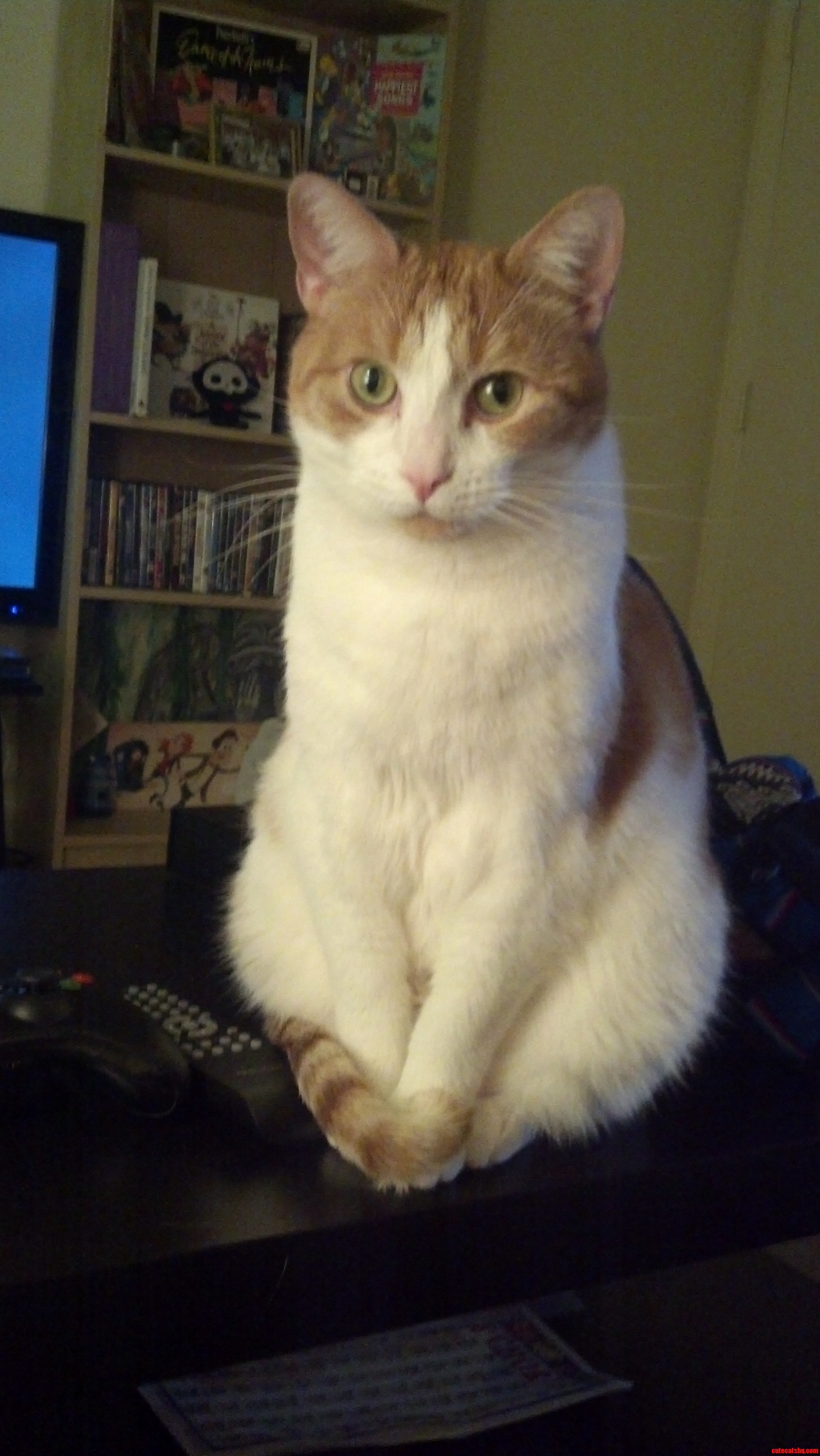 He Always Sits So Primly.