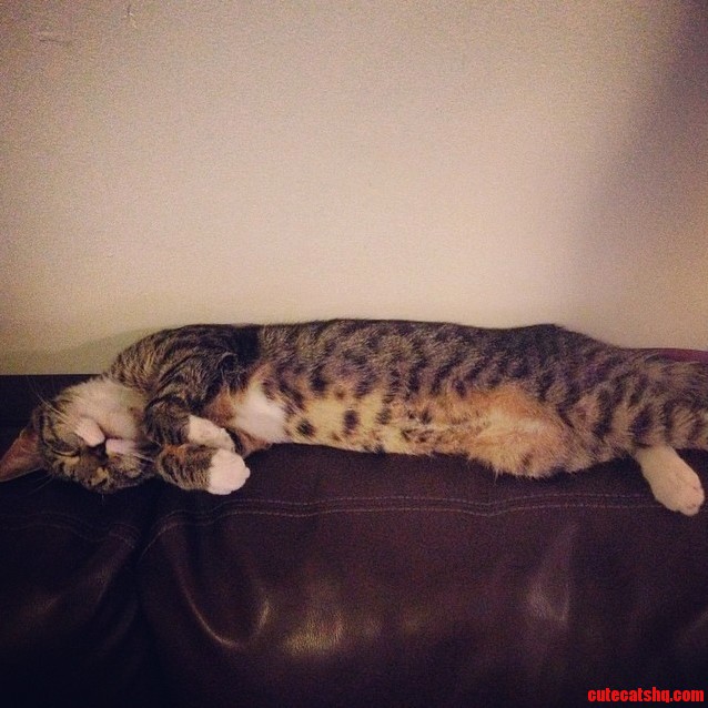 He Does Not Sleep Normal Only Sleeps with a Hint of Adorable