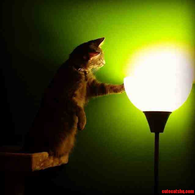 He Has Been Watching the Fly in This Light for 20 Minutes. Who Needs Toys Anyway