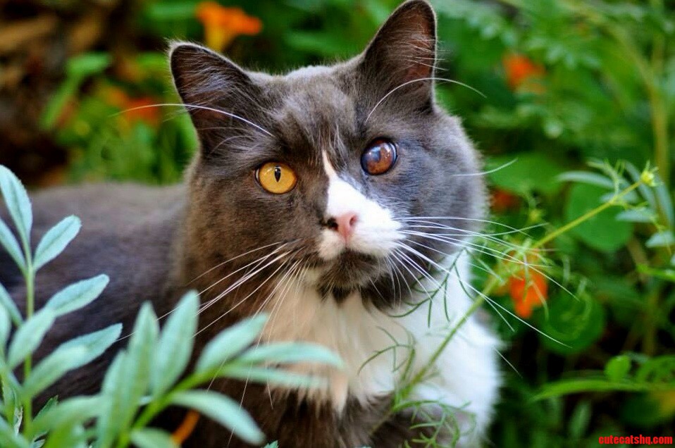 He Has Two Different Eye Colors.