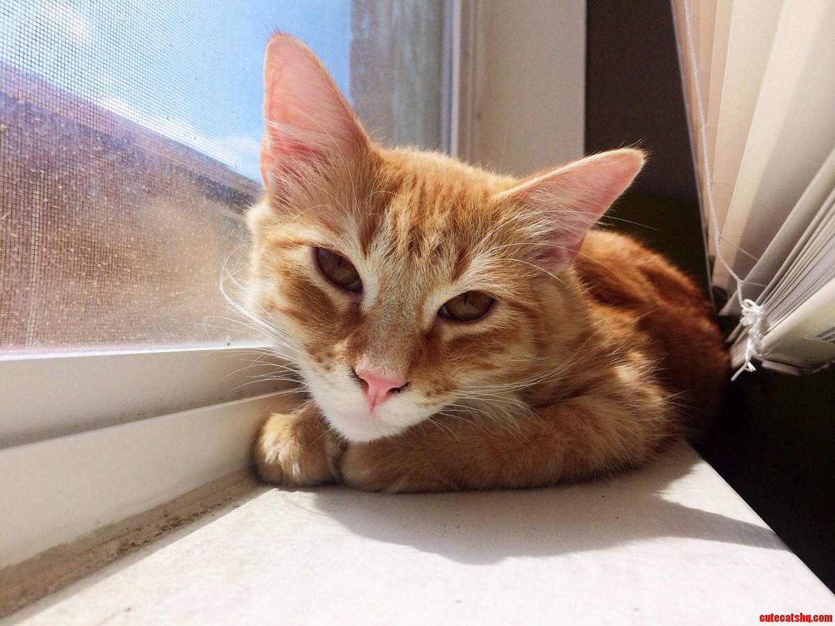 He Ll Do Anything for a Good Tan.