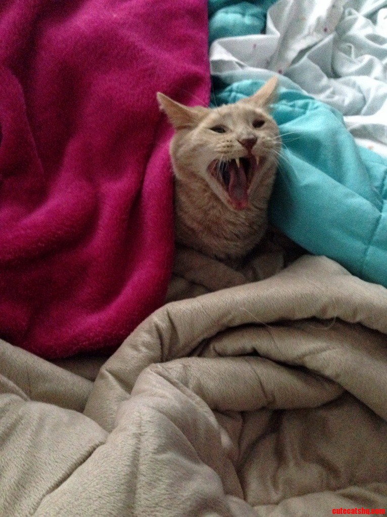 He Loves Napping in His Blanket Fort My Bed