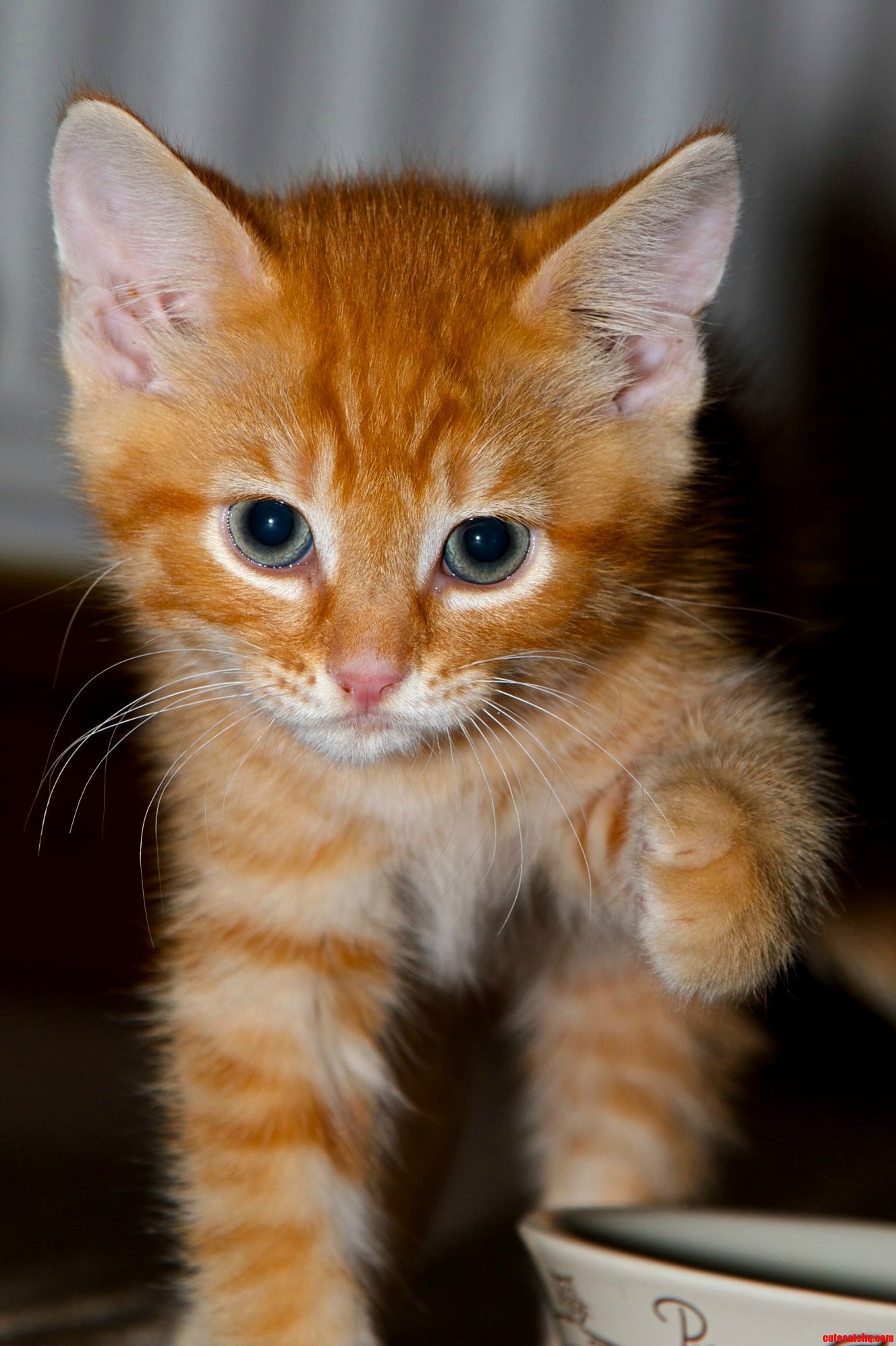 Hello Pleased to Meet You Shake Paws