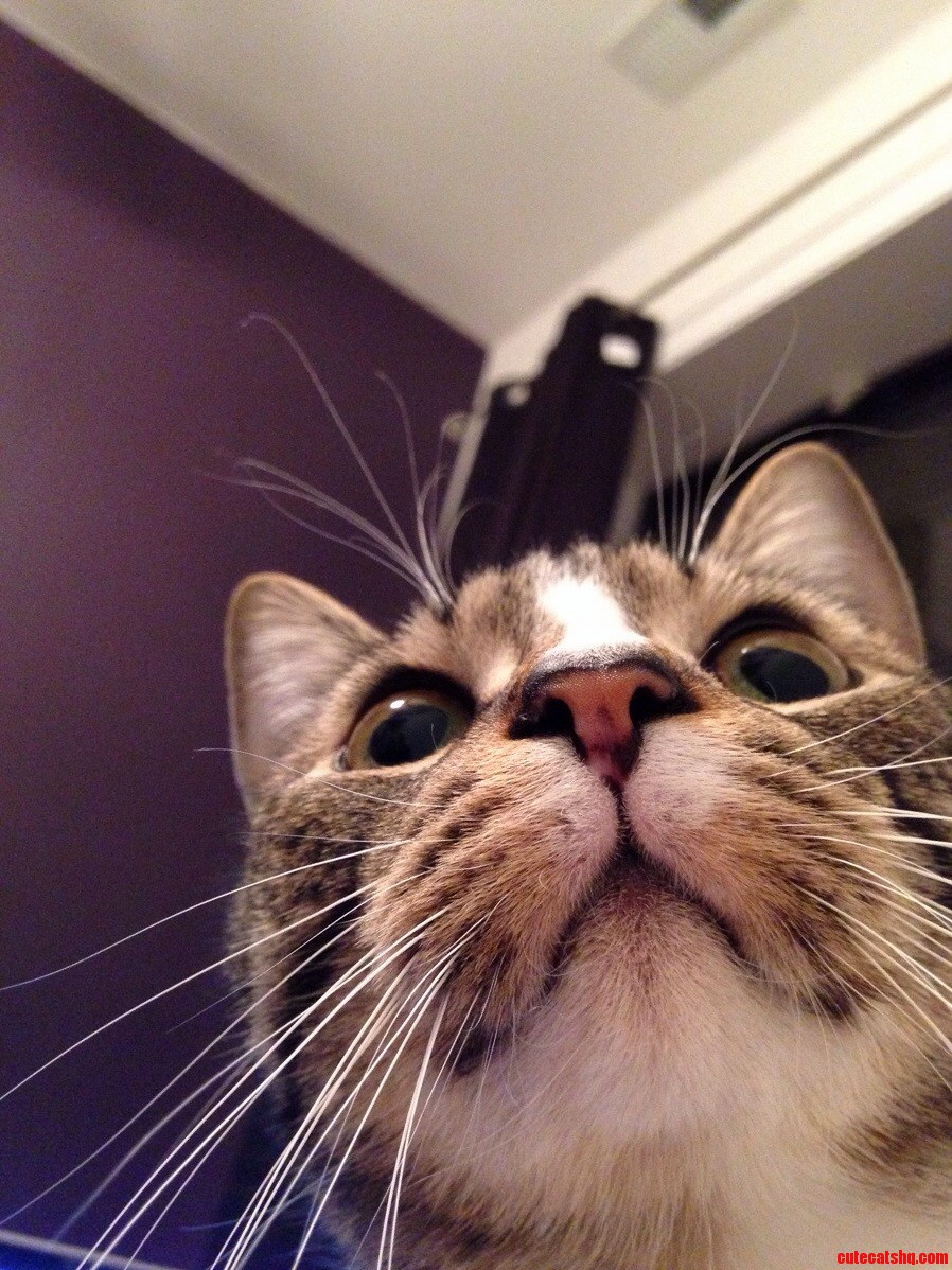Hello