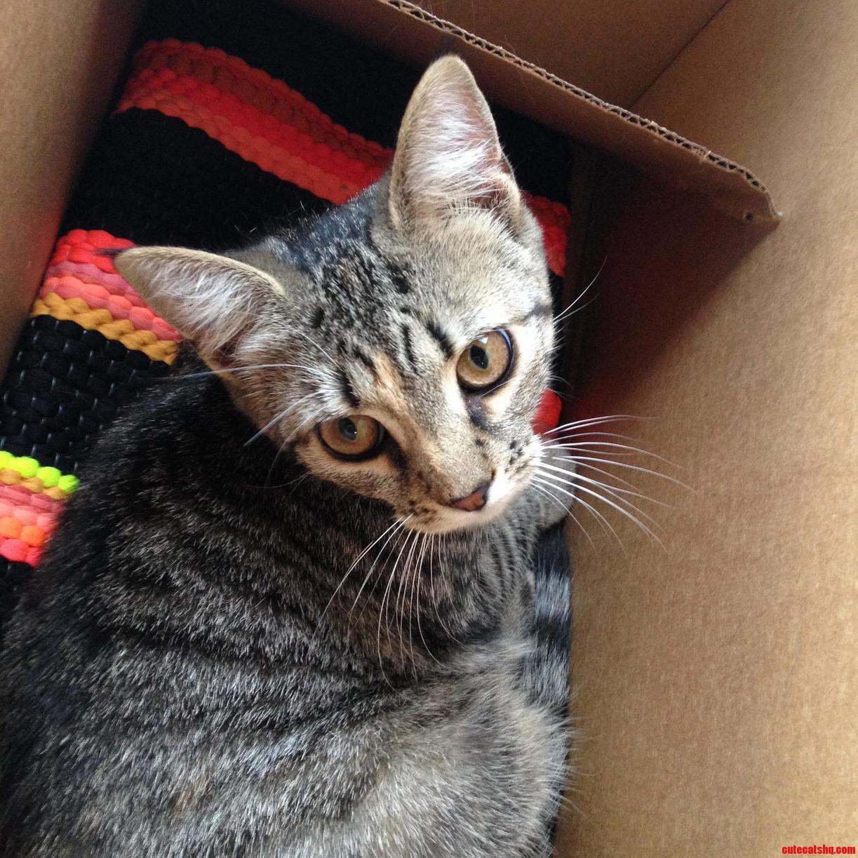 Help Me Name My Newly Adopted 6 Month Old