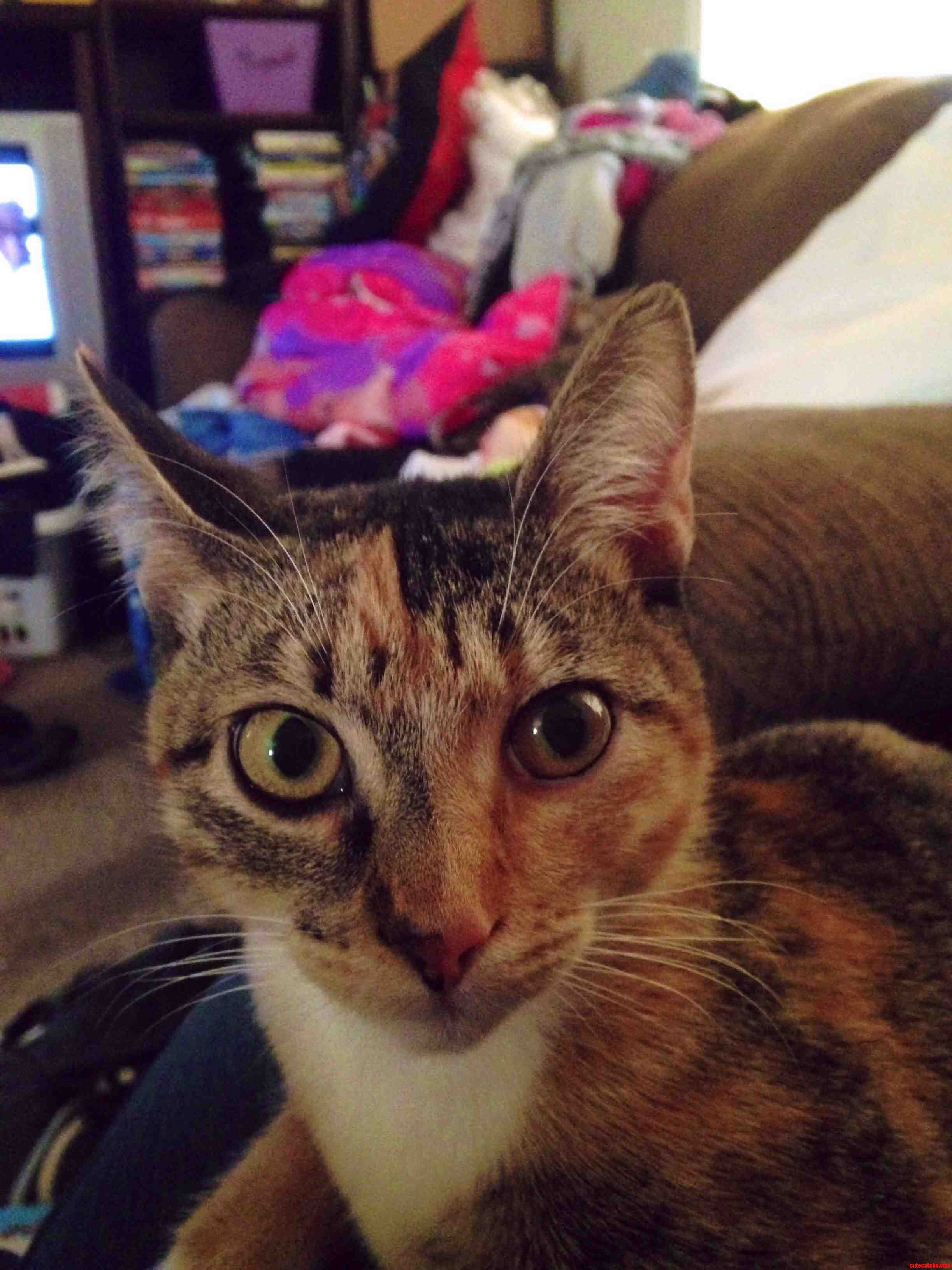 Her Nose Is Split with Two Colors and a Over Her Nose Is the Opposite Pattern