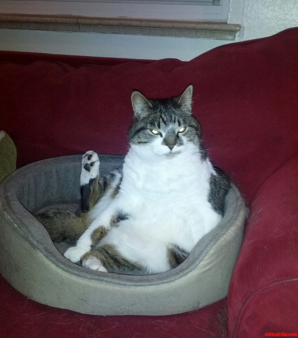 Here Have a Grump Cat