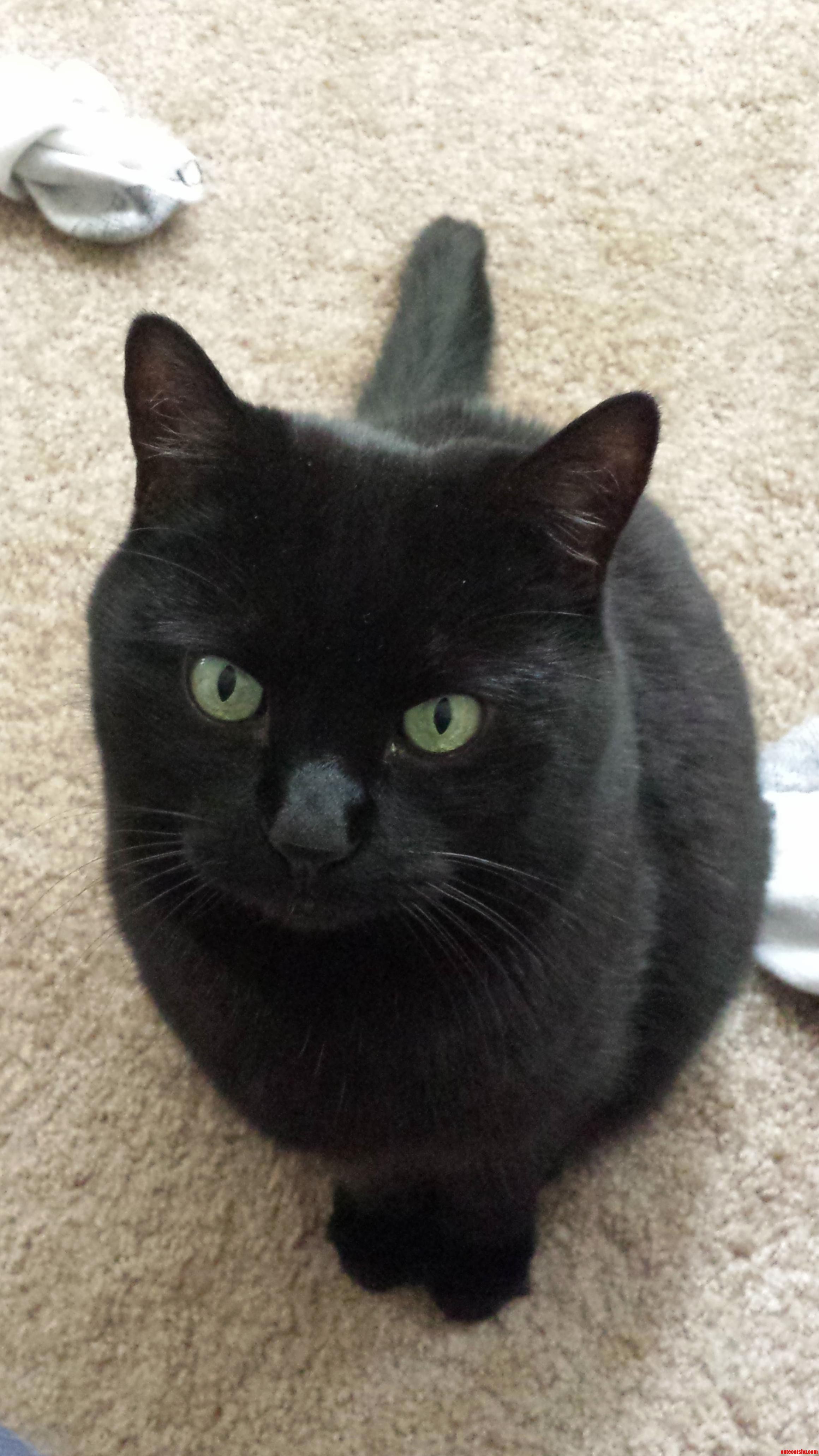 Here Is My Little Girl Cricket