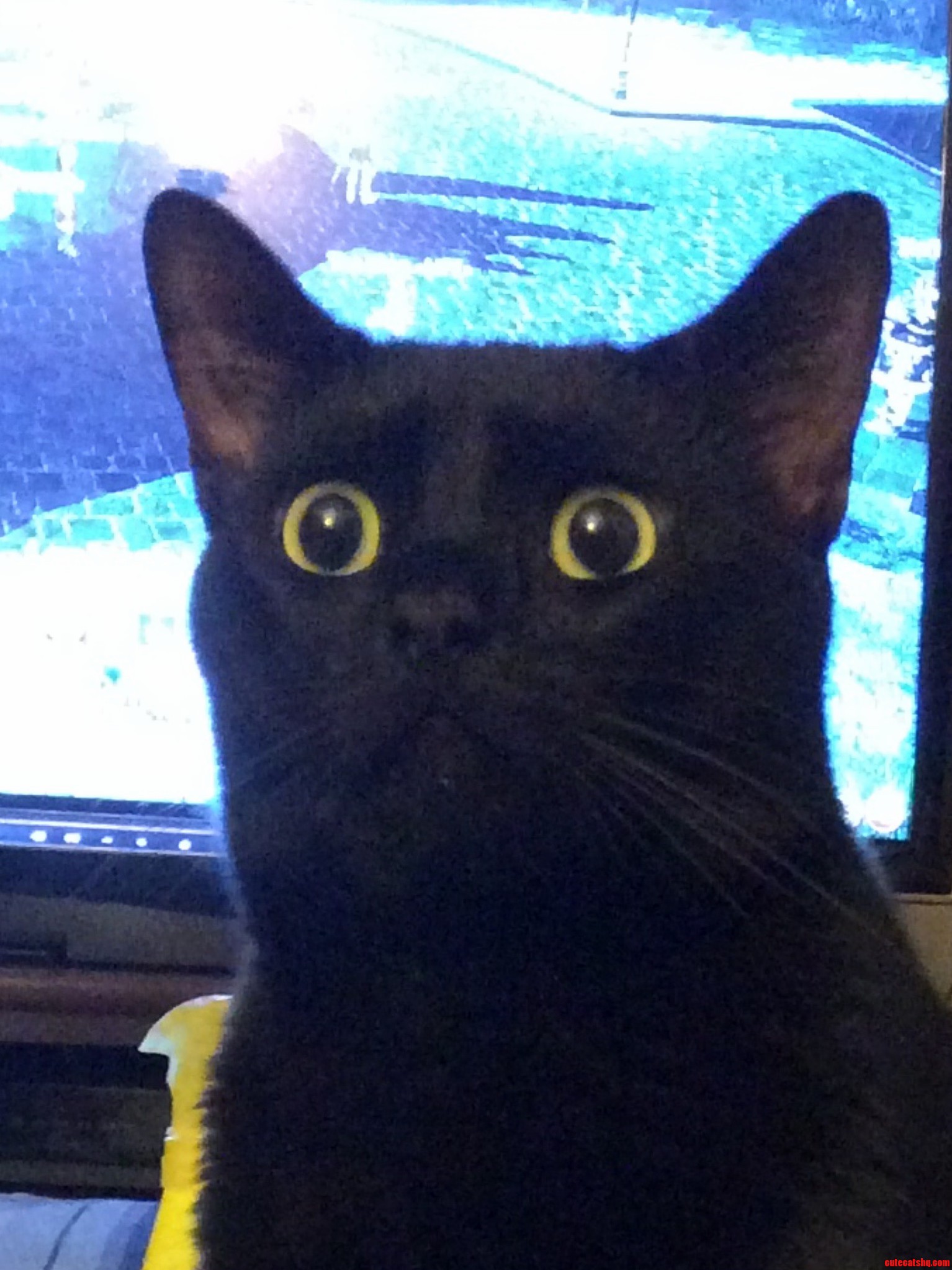 Here Is My Little Hell Raiser Apple.