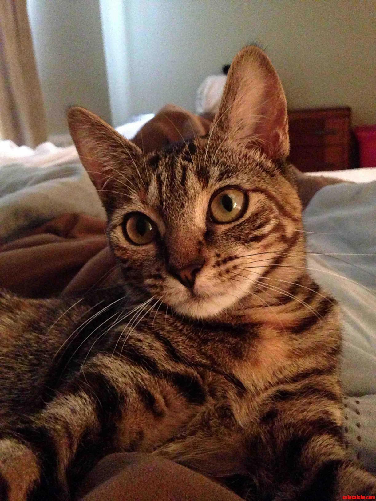 Heres Bellatrix. She Enjoys Eating Bugs and Attacking Your Feet at 3 A.m.