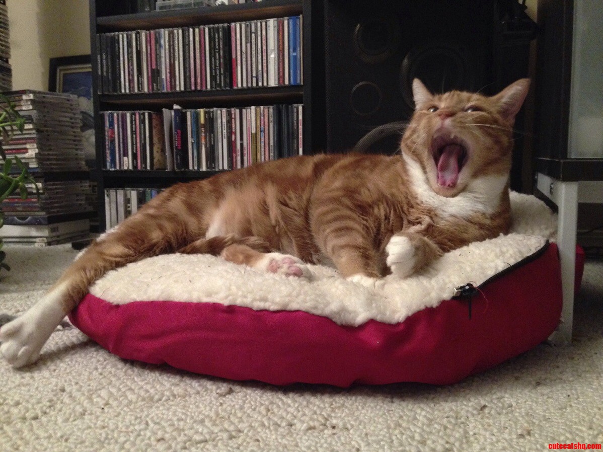 Heres What My Cat Says About Tabby Tuesday...