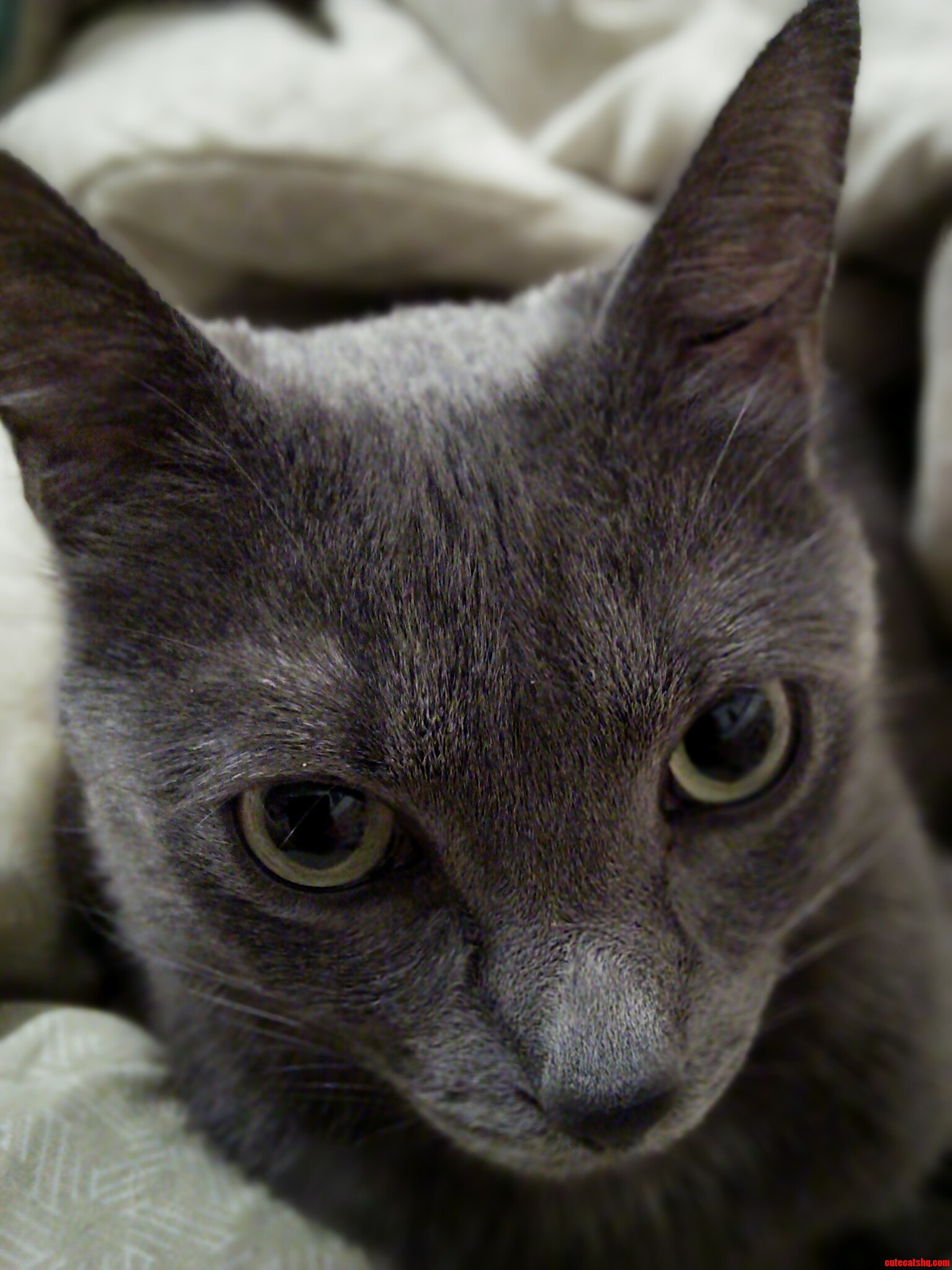 Hes Been Giving Me This Same Look Since He Was a Kitten