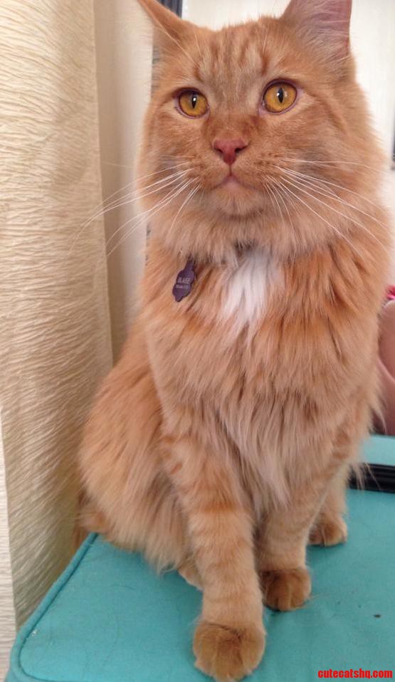 Hes Gone from a Tiny Goofy Kitten Into a Large and Majestic Cat.