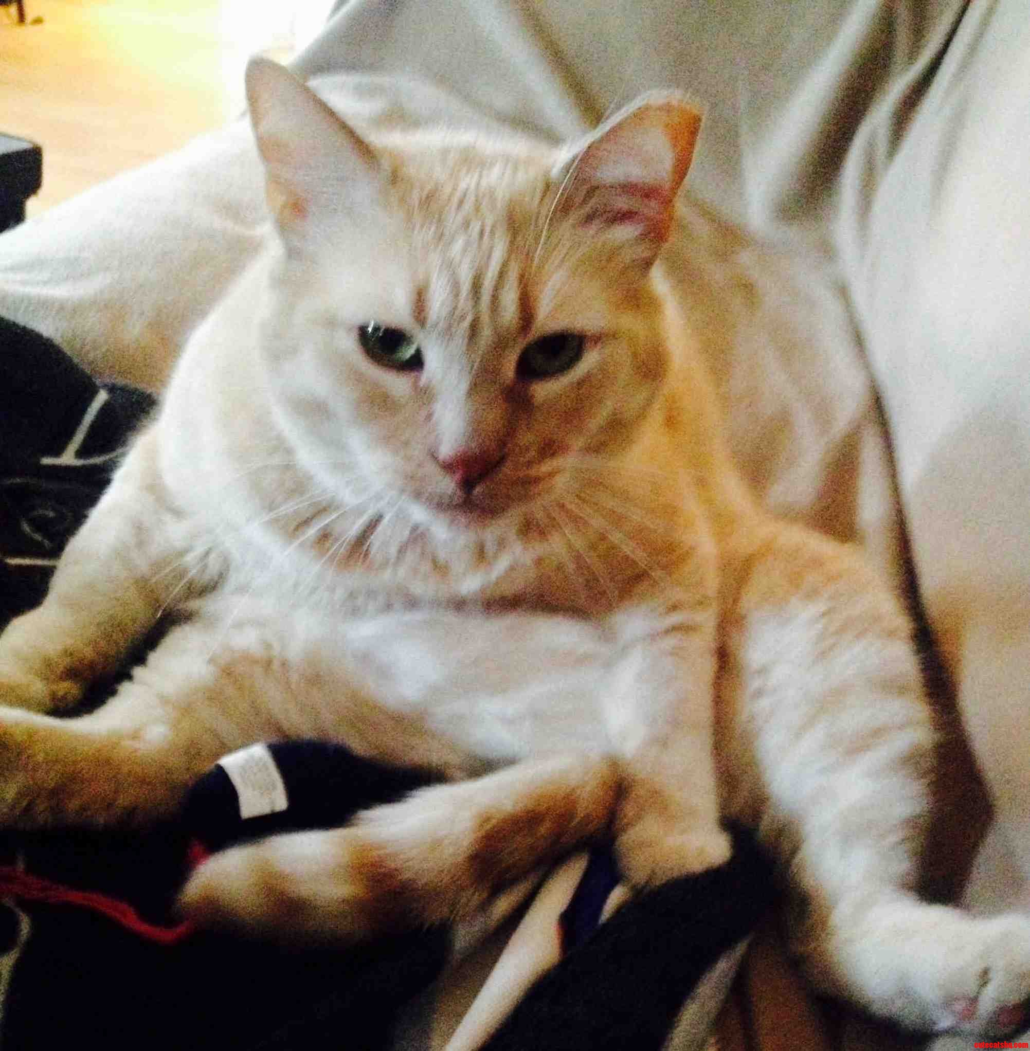 Hey There. How You Doin