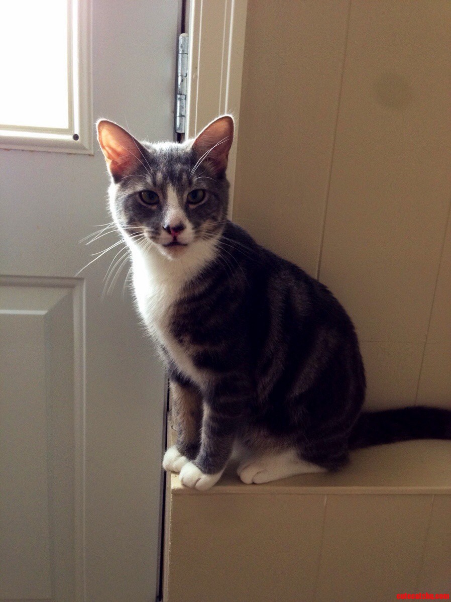 Hi Meet Elliot