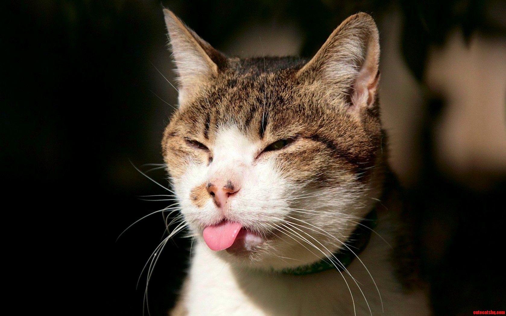 Hilarious Cat Sticking Tongue Out