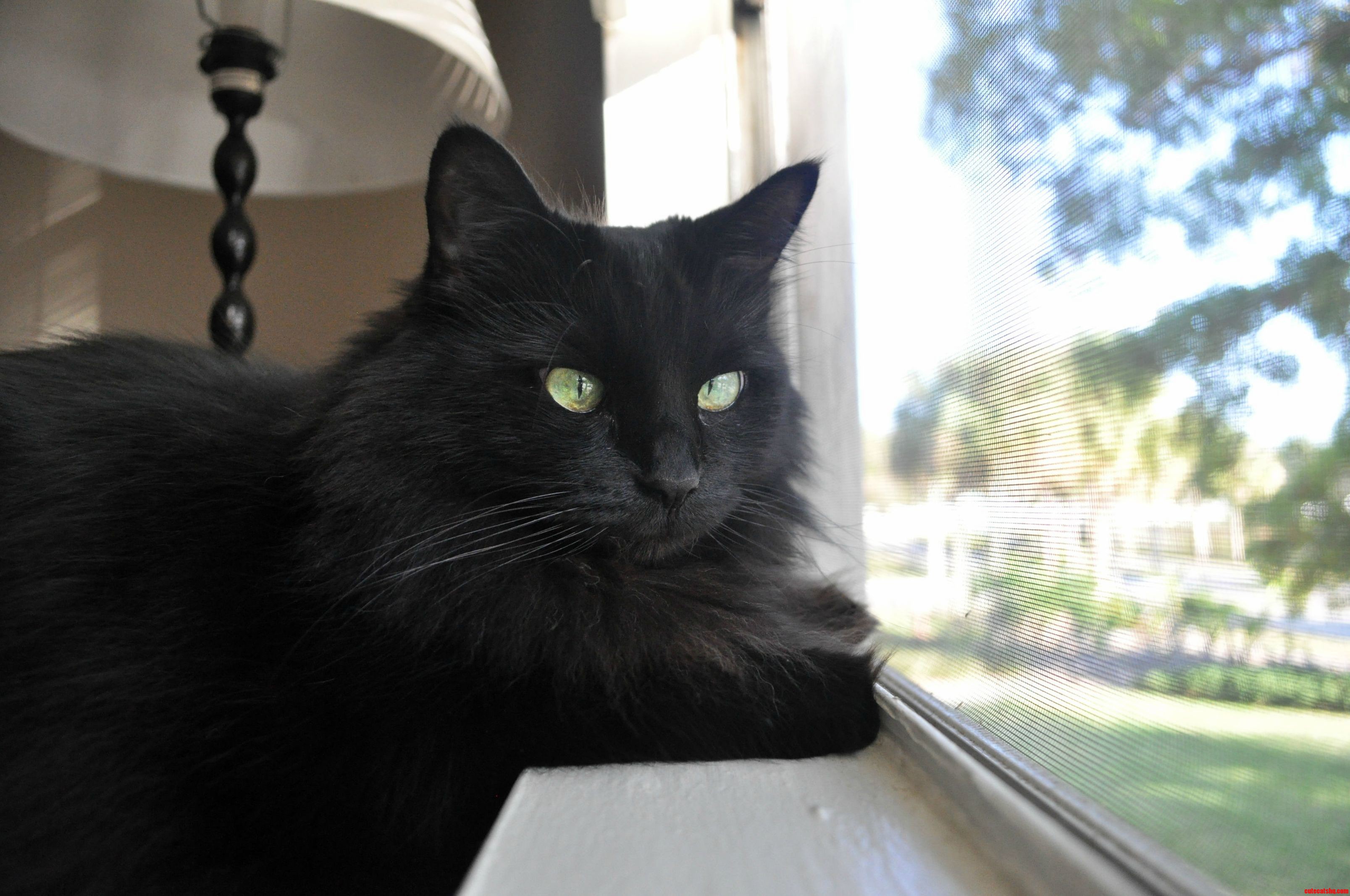 How Have I Missed Black Cat Friday for All These Weeks