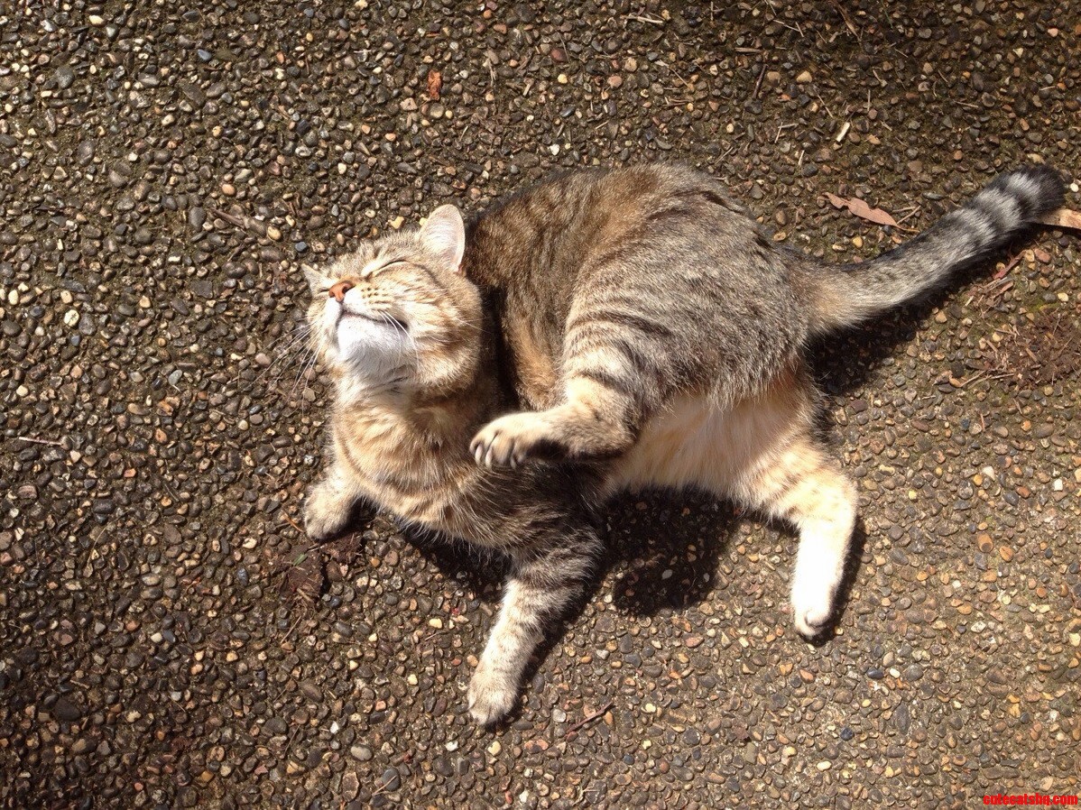 How My Cat Sat for an Hour Straigh