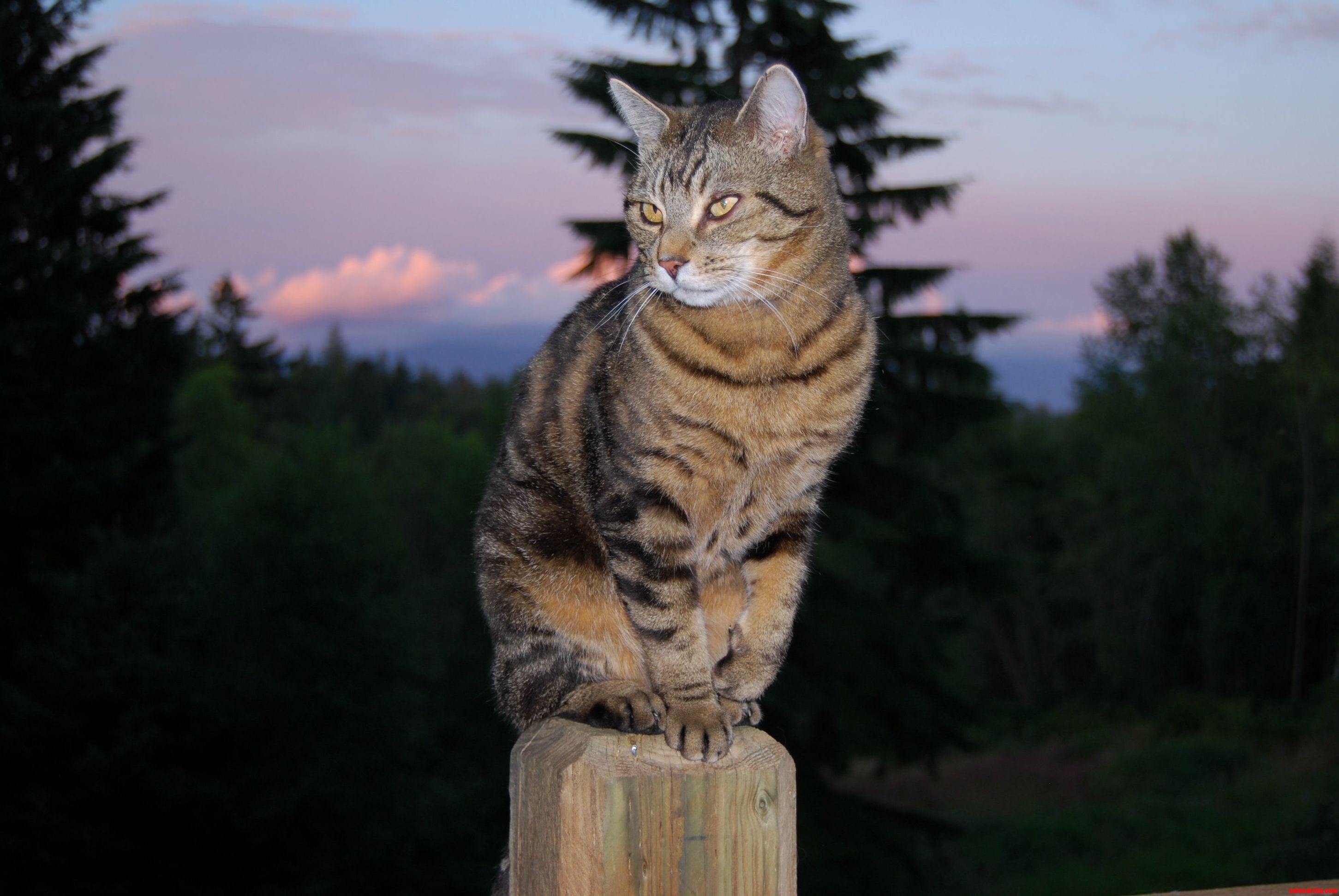 I Am Cat Grisha and This Is My Post
