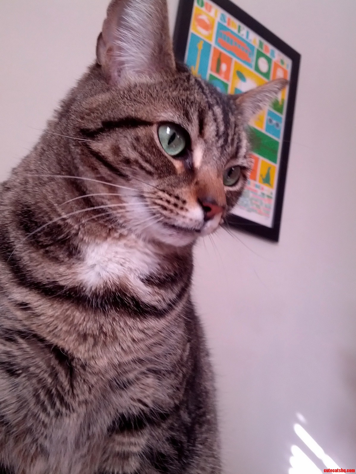 I Am Purrdy
