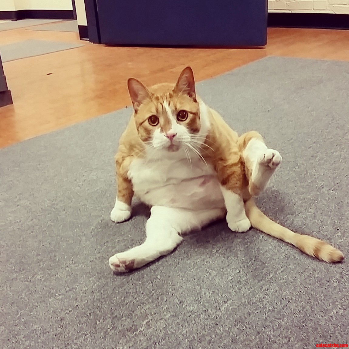 I Can Explain.