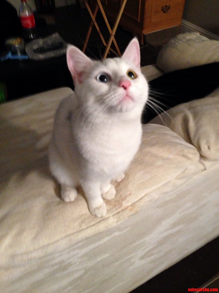 I Can Haz Treet