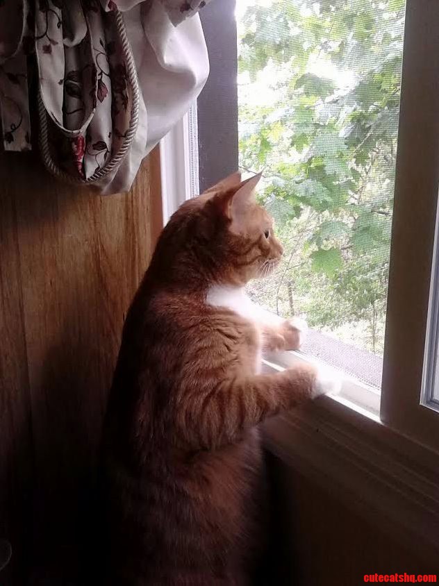 I Cant Haz Birdies