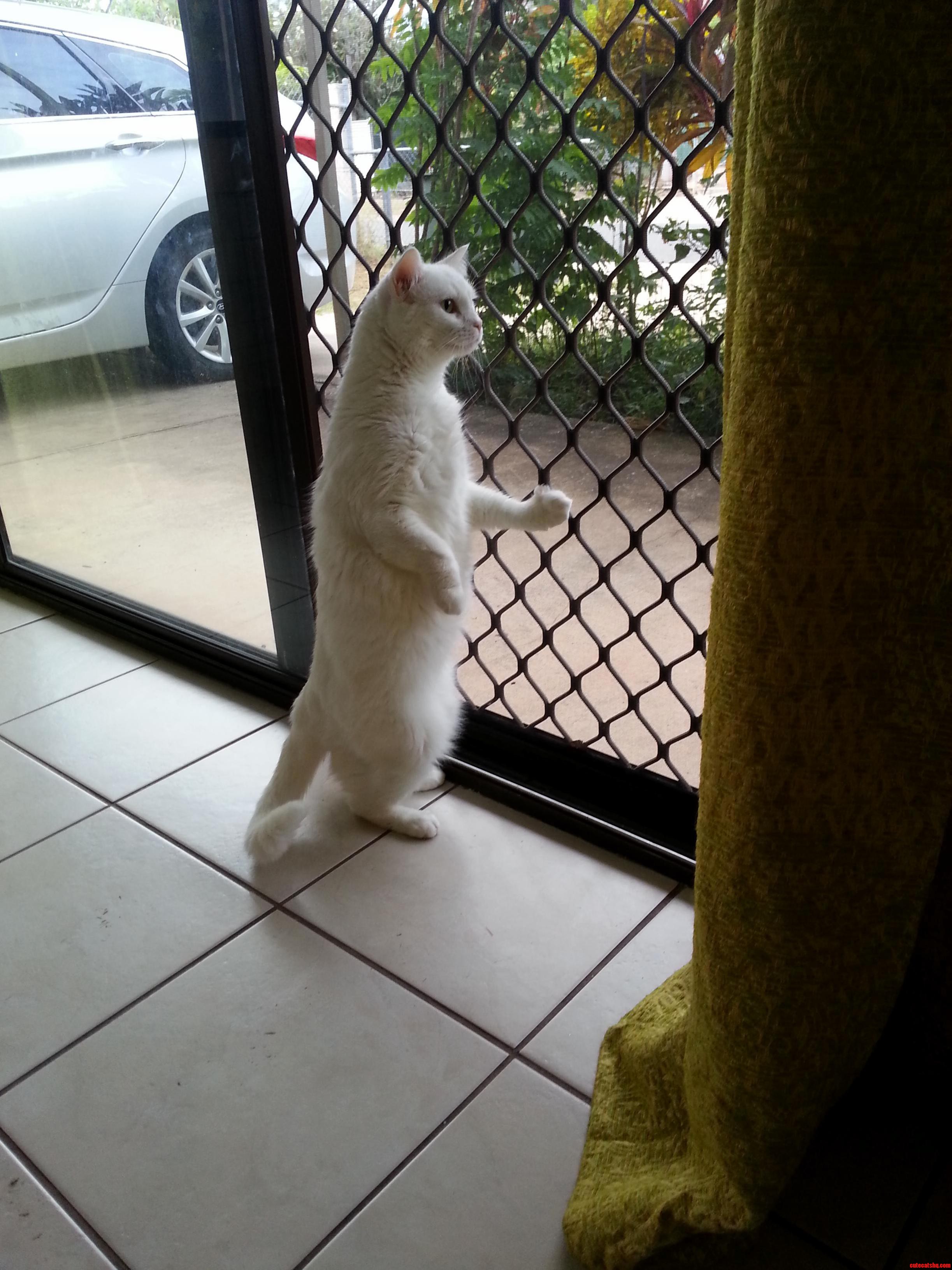 I Canz Stand Like Human